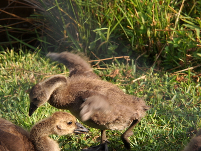 [Side view of a fuzzy gosling as it walks from the right to the left and shakes its fully outstretched wings.]